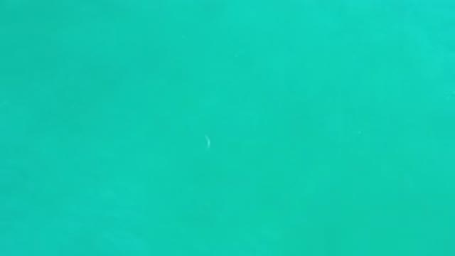 LOS CABOS MEXICO-2020: One Small Fish Swimming Under The Green Sea