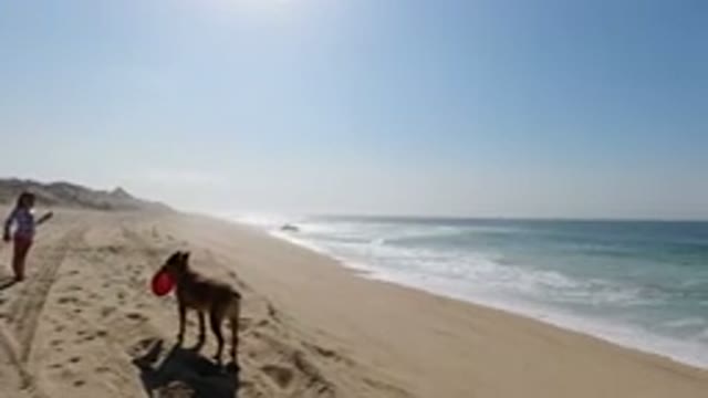 LOS CABOS MEXICO-2020: Family And Dog Playing Frisbee On Sandy Beach In Sunny
