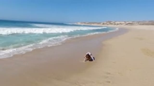 LOS CABOS MEXICO-2020: Small Girl On Beach Jumps As Wave Passes Over