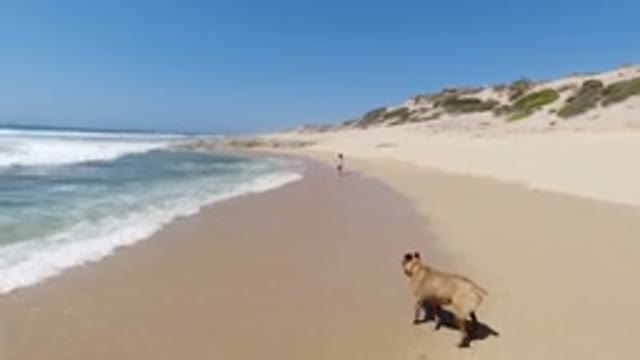 LOS CABOS MEXICO-2020: Walking Along The Shore With My Dog