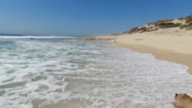 LOS CABOS MEXICO-2020: Dog Enjoying Exploring The Beach At The Water Edge