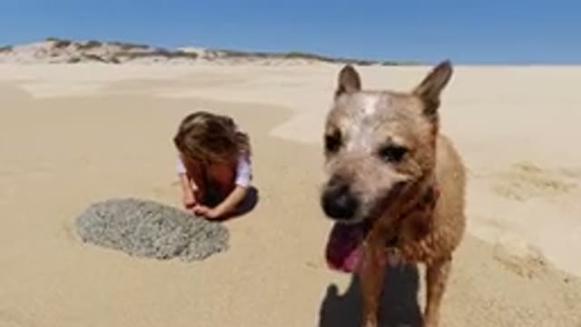 LOS CABOS MEXICO-2020: A Little Girl Plays In The Beach Next To Her Dog