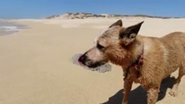 LOS CABOS MEXICO-2020: A Cute Dog And A Little Girl In The Beach With A