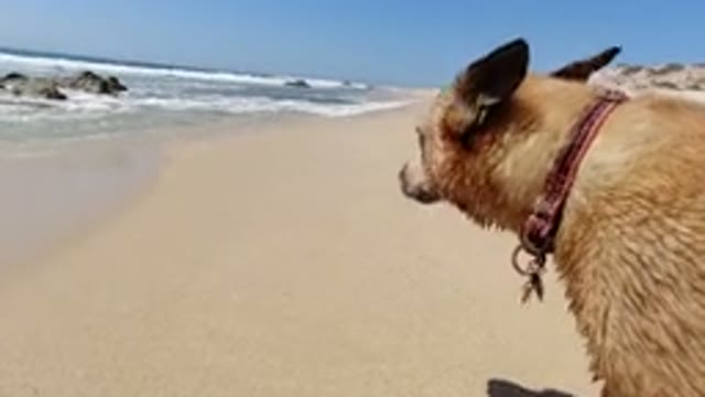 LOS CABOS MEXICO-2020: Happy Dog At The Beach Feeling The Sand And Watching The Waves