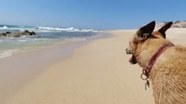 LOS CABOS MEXICO-2020: Brown Dog With Collar And Tongue Sticking Out