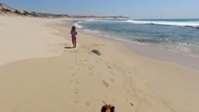 LOS CABOS MEXICO-2020: A Woman And Dog Walking On The Sand Near Beach Front