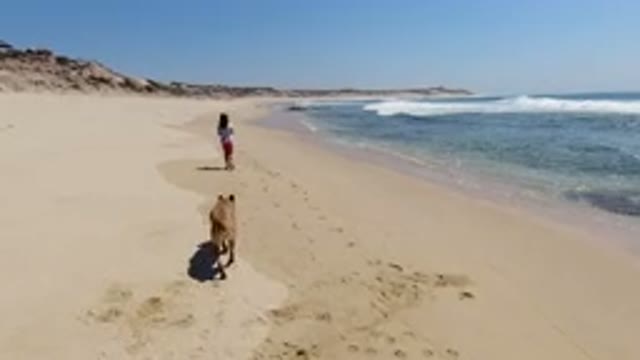 LOS CABOS MEXICO-2020: Woman And Dog Walk On Sandy Beach Shore With Gentle Waves