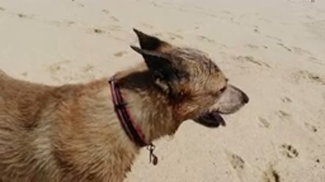 LOS CABOS MEXICO-2020: An Amazing Pet Dog