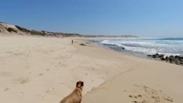 LOS CABOS MEXICO-2020: Dog and Person Walking on Beach with Waves, Sand, and Rocks