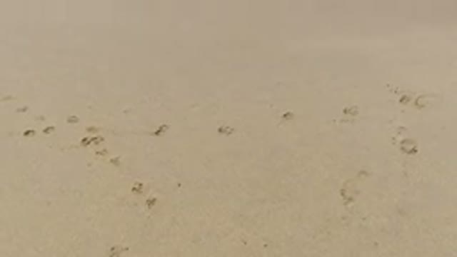 LOS CABOS MEXICO-2020: Footage Of Beach With Footsteps In The Sand Being Wiped