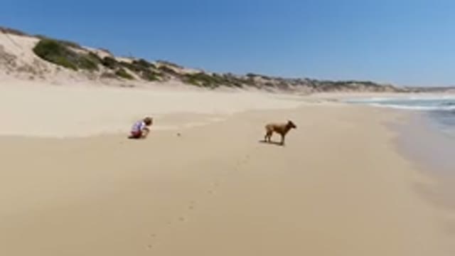 LOS CABOS MEXICO-2020: A Little Girl Picking Objects On The Beach With A Dog
