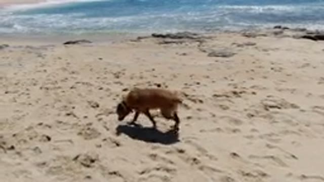LOS CABOS MEXICO-2020: A Day With My Dog