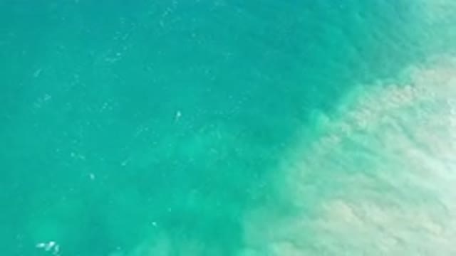 LOS CABOS MEXICO-2020: One-of-A-Kind Scene of A Green Sea Turtle Relaxes Near Shore