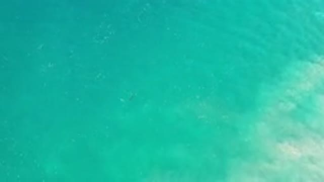 LOS CABOS MEXICO-2020: Many Sea Creatures Swimming Below Ocean Water As Sand Is Stirred