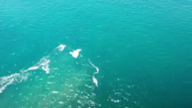 LOS CABOS MEXICO-2020: Large Blue Ocean From The Sky
