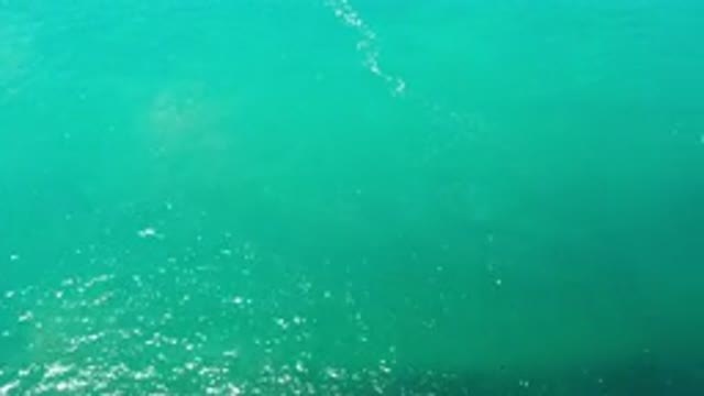 LOS CABOS MEXICO-2020: Silver And White Fish Swim Below Green Ocean Water With