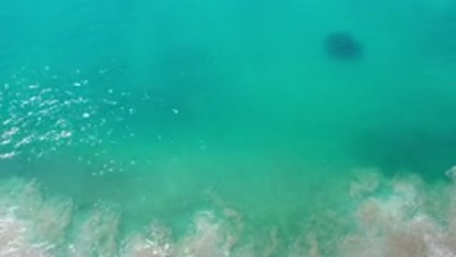 LOS CABOS MEXICO-2020: Dark Circular Sea Animal Swims Below Clear Green Ocean