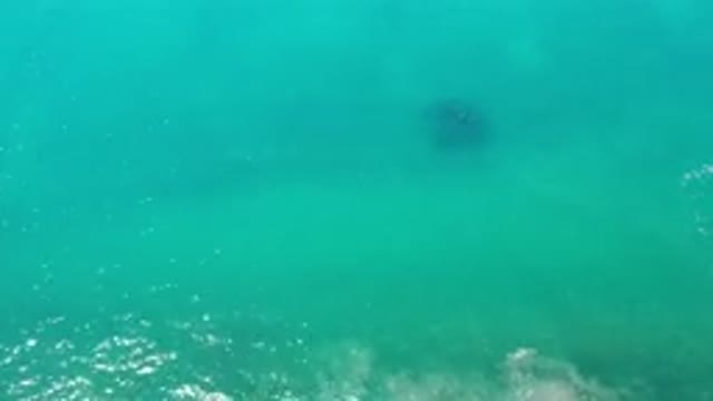 LOS CABOS MEXICO-2020: A Dark Object In A Beautiful Sea Of Blue And Green
