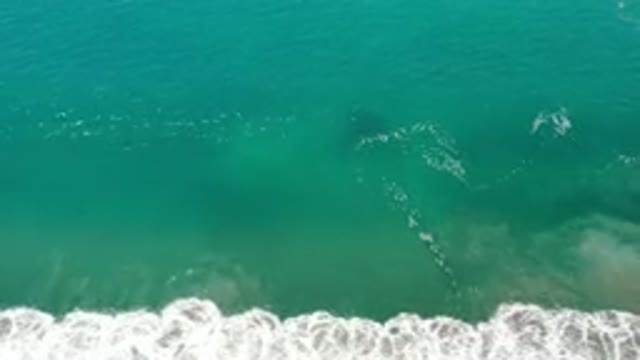 LOS CABOS MEXICO-2020: Dark Animal Or Object Under The Green Ocean Water As