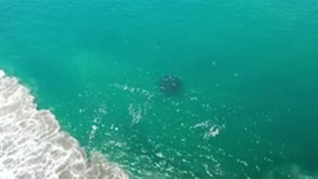 LOS CABOS MEXICO-2020: Circular Dark Object Of Sea Animal Moving Below Green