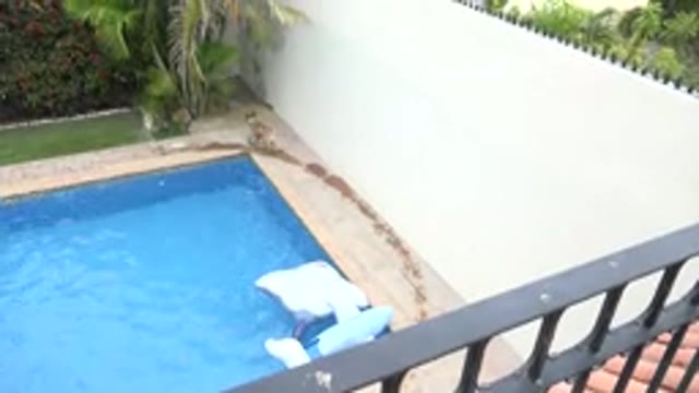 LOS CABOS MEXICO-2020: Tan Dog Runs Around On Concrete Around A Blue Swimming Pool