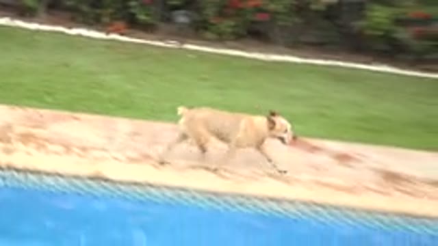 LOS CABOS MEXICO-2020: Brown Dog Running In Circles Around The Pool In The House