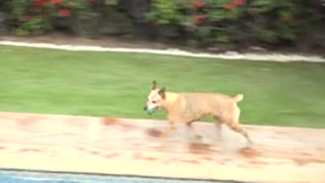 LOS CABOS MEXICO-2020: Dog Walking To The Pool