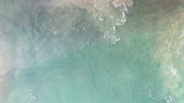 LOS CABOS MEXICO-2020: Calm Surface Of An Ocean With Beautiful Algal Blooms Kelp