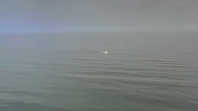 LOS CABOS MEXICO-2020: Fish Diving In The Beach