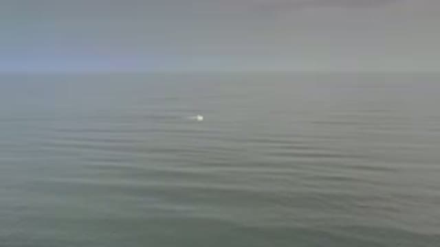 LOS CABOS MEXICO-2020: A Bird In The Sea