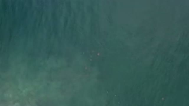 LOS CABOS MEXICO-2020: A Calm Blue Ocean With Fish Swimming