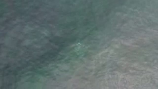 LOS CABOS MEXICO-2020: Large School Of Glowing Jellyfish Under Dark Water