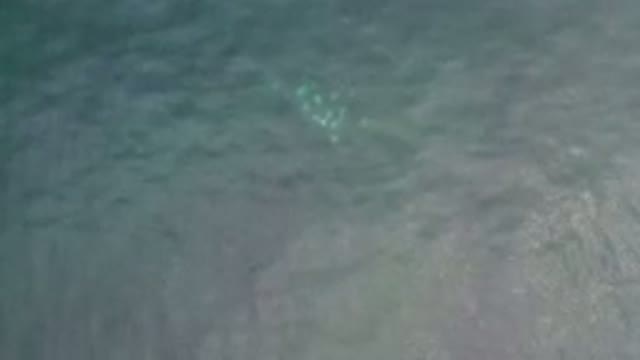 LOS CABOS MEXICO-2020: View Of Water From Above Showing Turtle Swimming Beneath