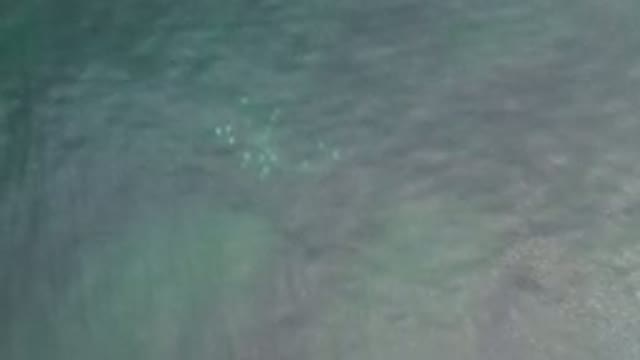 LOS CABOS MEXICO-2020: Aerial View Of School Of Jellyfish Floating In Shallow