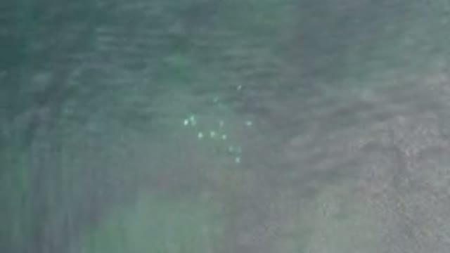LOS CABOS MEXICO-2020: Small White Fish Swimming Together Under the Sea