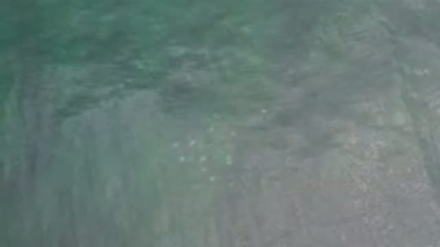 LOS CABOS MEXICO-2020: Top View Of A Green Lake With A School Of Fish