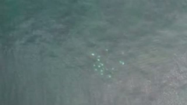 LOS CABOS MEXICO-2020: Soothing Calm Transparent Light Blue Water Group Fish
