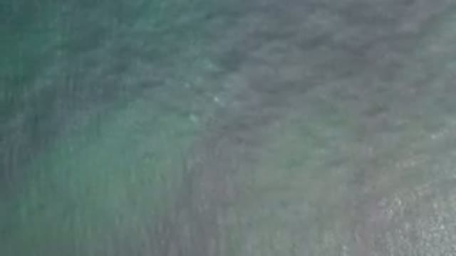 LOS CABOS MEXICO-2020: School Of Fish Swimming Below Ocean Water And Rippling