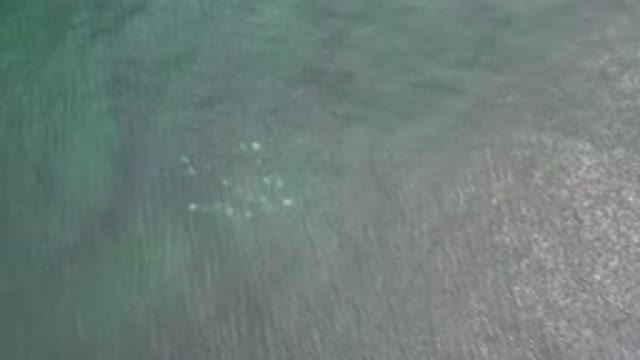 LOS CABOS MEXICO-2020: Shoal Of Fish Swimming In The Ocean