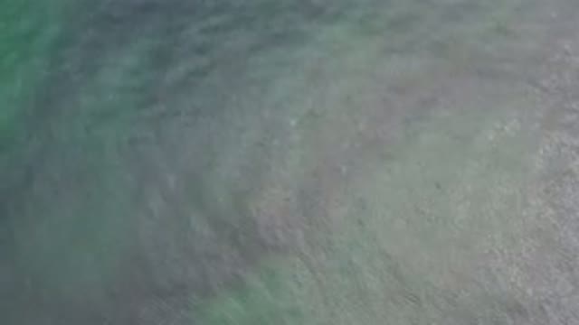 LOS CABOS MEXICO-2020: School Of Fish Just Beneath A Rippling Sparkling Waters