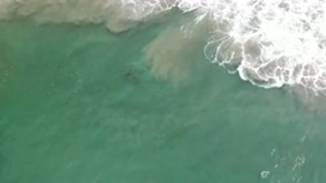 LOS CABOS MEXICO-2020: Dark Sea Creature Swims Under Foamy Ocean Waves