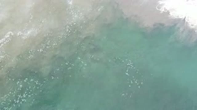 LOS CABOS MEXICO-2020: Nicest Scene of a Green Sea Turtle Relaxing Her Grandmother