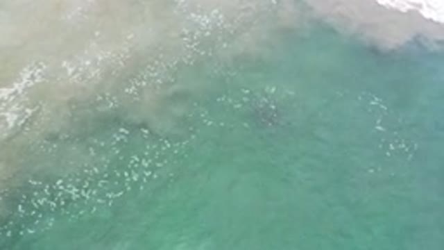 LOS CABOS MEXICO-2020: A River With An Apparent School Of Fish