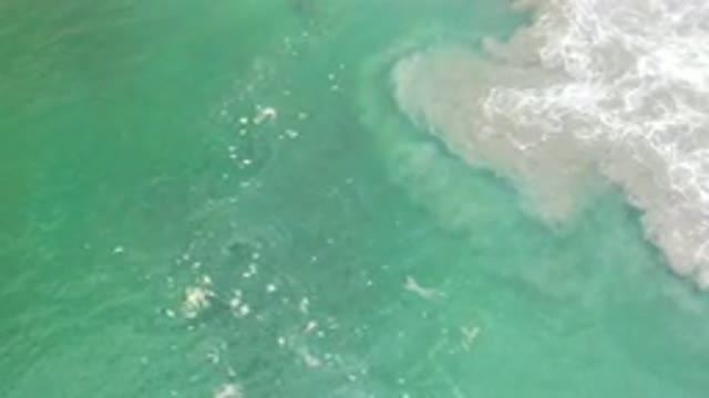 LOS CABOS MEXICO-2020: A Couple Of Tiny Beautiful Fishes Do Livings In The