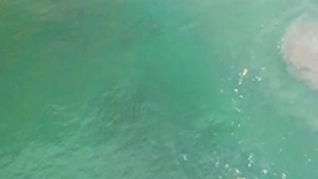 LOS CABOS MEXICO-2020: Fish Swimming Below Green Ocean Water As Waves Pass By