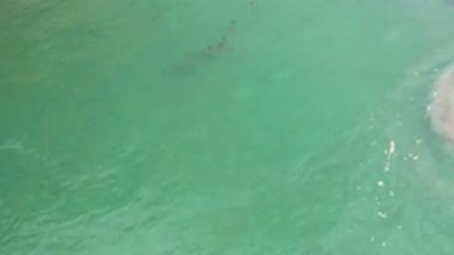 LOS CABOS MEXICO-2020: Fish Swimming In A School In The Green Wavy Open Water