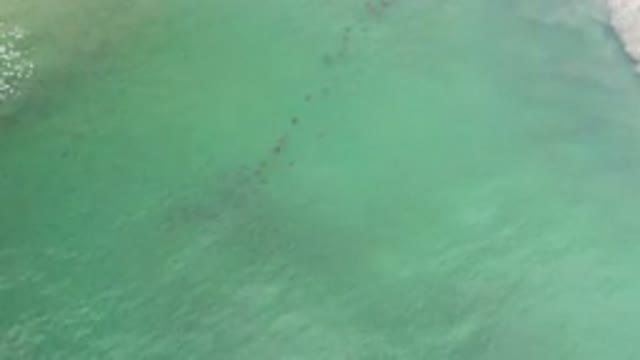 LOS CABOS MEXICO-2020: Green Water Beach With Unidentified Ocean Things Seen
