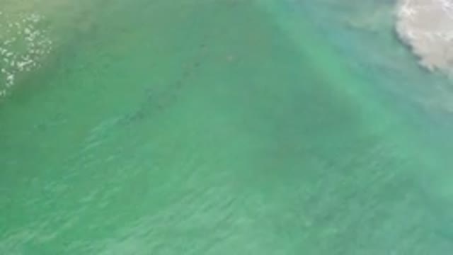 LOS CABOS MEXICO-2020: Slightly Below Water Surface Dark Elongated Animal Moves