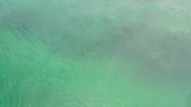 LOS CABOS MEXICO-2020: Dark Fish Swim Through Rolling Waves In A Green Ocean