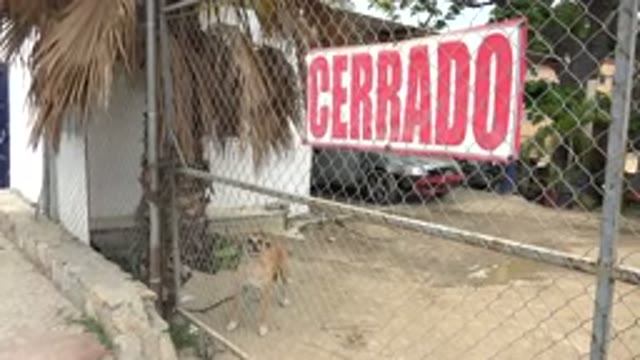 LOS CABOS MEXICO-2020: Dog Next To Tree Barks At Fence While Looking Around